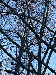 Liquidambar styraciflua