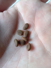 Vachellia farnesiana farnesiana