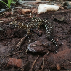 Pachydactylus affinis