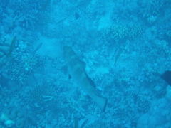 Plectropomus areolatus