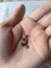 Vachellia farnesiana farnesiana