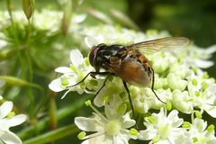 Graphomya maculata