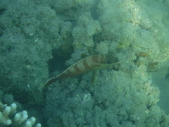 Epinephelus fasciatus