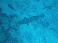 Plectropomus areolatus