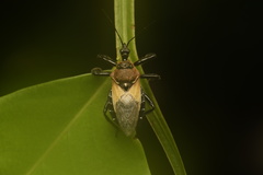 Apiomerus lanipes