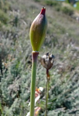 Tulipa sylvestris australis