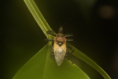 Apiomerus lanipes