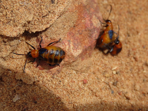 Rupilia