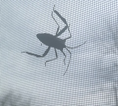 Acanthocephala declivis