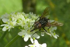 Graphomya maculata