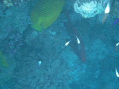 Priacanthus hamrur