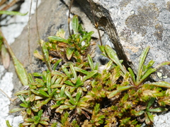 Stellaria gracilenta