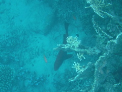 Priacanthus hamrur