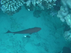 Priacanthus hamrur
