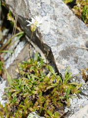 Stellaria gracilenta
