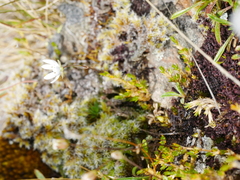 Stellaria gracilenta