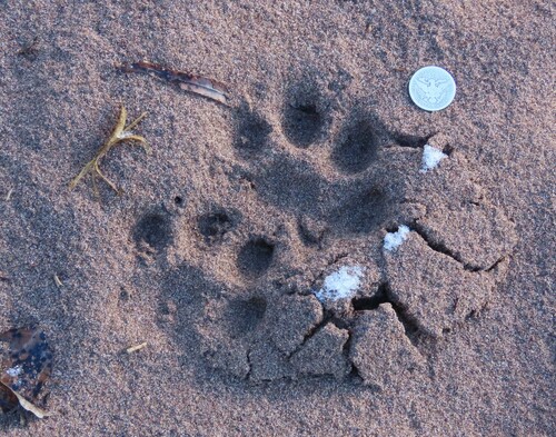 Mountain Lion Tracks – NatureTracking