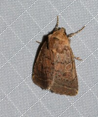 Orthodes cynica