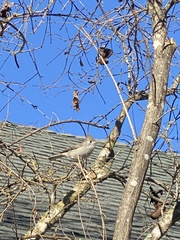 Baeolophus inornatus