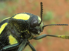 Sternocera orissa