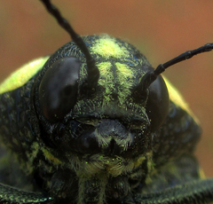 Sternocera orissa