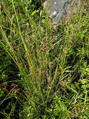 Juncus tenuis