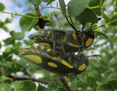 Sternocera orissa