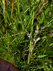 Juncus tenuis