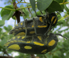 Sternocera orissa