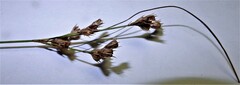 Juncus tenuis