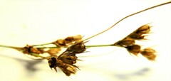 Juncus tenuis