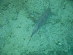 Variola louti