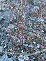 Eriogonum deflexum