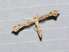 Platyptilia carduidactylus