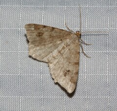 Macaria signaria