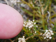 Lepidium sisymbrioides