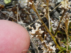 Lepidium sisymbrioides