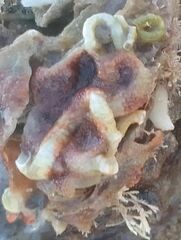 Paralaeospira levinseni