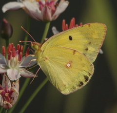 Colias erate