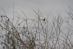 Zonotrichia leucophrys