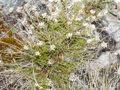 Lepidium sisymbrioides
