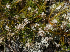 Lepidium sisymbrioides