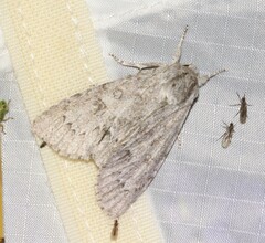 Acronicta americana