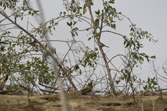 Zonotrichia leucophrys