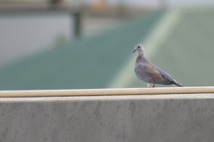 Streptopelia senegalensis