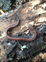 Plethodon serratus