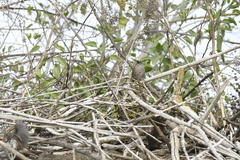 Zonotrichia atricapilla