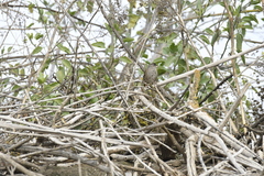 Zonotrichia atricapilla