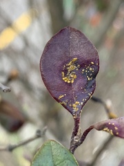 Austropuccinia psidii