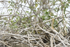 Zonotrichia atricapilla